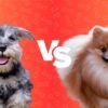 🐶 Pomeranian vs Miniature Schnauzer: Which Breed is Right for You?