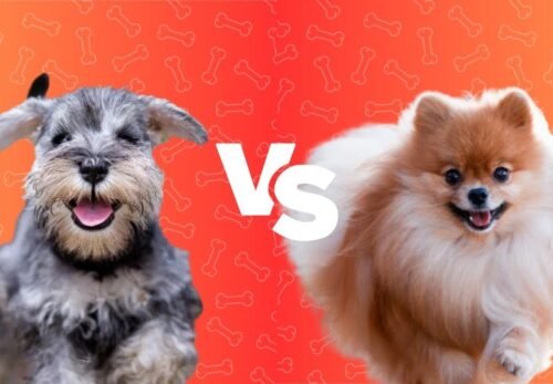 🐶 Pomeranian vs Miniature Schnauzer: Which Breed is Right for You?