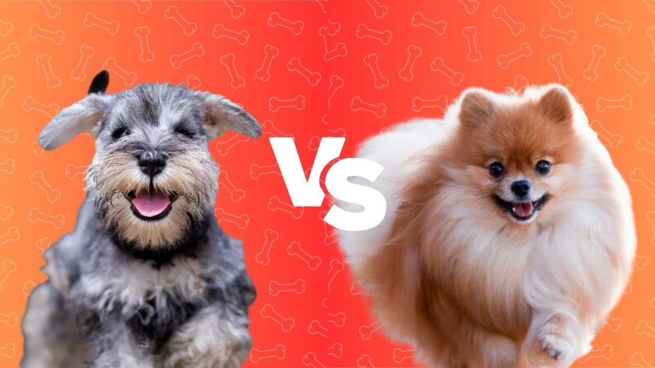 🐶 Pomeranian vs Miniature Schnauzer: Which Breed is Right for You?