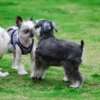🐶 Common Health Issues in Pomeranians & Schnauzers (And How to Prevent Them)