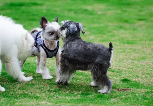 🐶 Common Health Issues in Pomeranians & Schnauzers (And How to Prevent Them)
