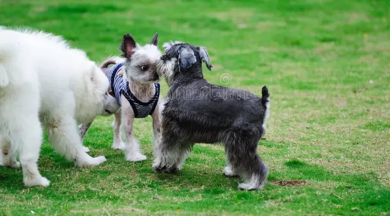 🐶 Common Health Issues in Pomeranians & Schnauzers (And How to Prevent Them)