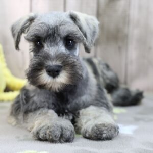 🐾 Male Miniature Schnauzer Puppy Ready for Adoption – Ubaldo