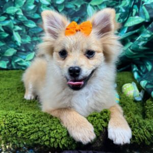 🐶 Adorable Male Pomeranian Puppy Ready for Adoption – Penny