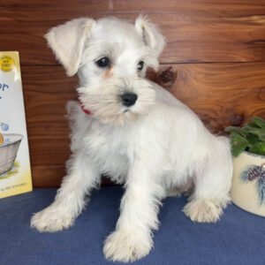 🐾 Adorable Male Miniature Schnauzer Puppy Ready for Adoption – Uno