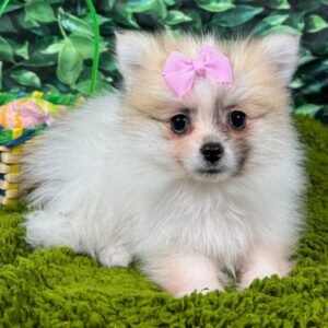 🐾 Female Pomeranian Puppy Ready for Adoption – Marie