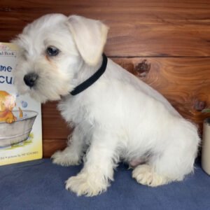 🐾 Male Miniature Schnauzer Puppy Ready for Adoption – Frank