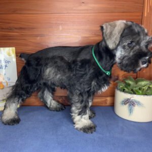 🐾 Adorable Female Miniature Schnauzer Puppy Ready for Adoption – Jessie