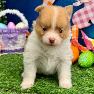 🐾 Female Pomeranian Puppy Ready for Adoption – Poppy