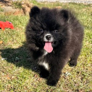🐾 Male Pomeranian Puppy Ready for Adoption – Blaze