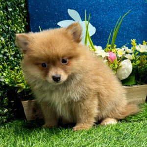 🐾 Adorable Male Pomeranian Puppy Ready for Adoption – Otis