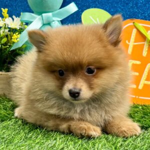 Pomeranian Puppies