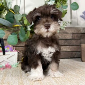 🐾 Male Miniature Schnauzer Puppy Ready for Adoption – Brax