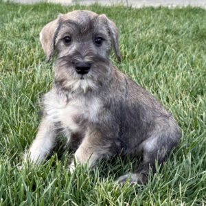 🐾 Adorable Male Miniature Schnauzer Puppy Ready for Adoption – Cane