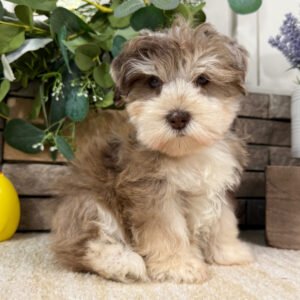 🐾 Adorable Female Miniature Schnauzer Puppy Ready for Adoption – Pearl