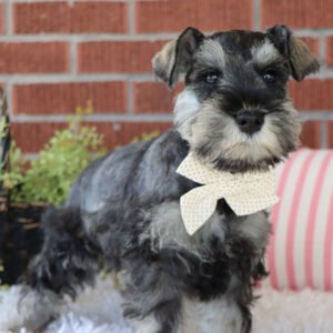 🐾 Female Miniature Schnauzer Puppy Ready for Adoption – Rayne