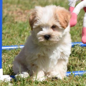 🐾 Male Miniature Schnauzer Puppy Ready for Adoption – Pistol
