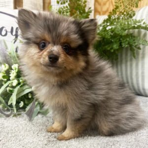 🐾 Male Pomeranian Puppy Ready for Adoption – Spencer