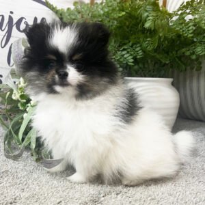 🐾 Male Pomeranian Puppy Ready for Adoption – Harrison