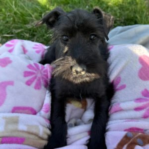 🐾 Adorable Female Miniature Schnauzer Puppy Ready for Adoption – Ellie