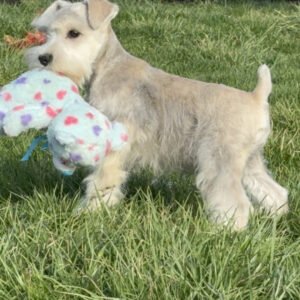 Miniature Schnauzer Puppies
