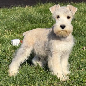 🐾 Adorable Male Miniature Schnauzer Puppy Ready for Adoption – Elijahe