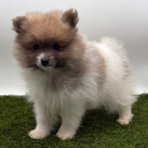 🐾 Female Pomeranian Puppy Ready for Adoption – Ryder