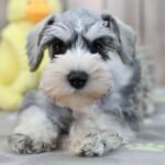 🐾 Female Miniature Schnauzer Puppy Ready for Adoption – Umbra