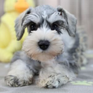 🐾 Female Miniature Schnauzer Puppy Ready for Adoption – Umbra