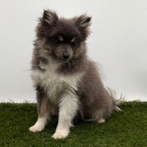 🐾 Female Pomeranian Puppy Ready for Adoption – Rory