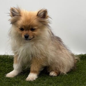 🐾 Female Pomeranian Puppy Ready for Adoption – Robin