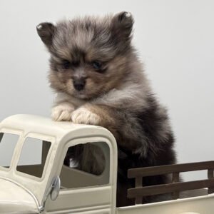 🐾 Male Pomeranian Puppy Ready for Adoption – Knight