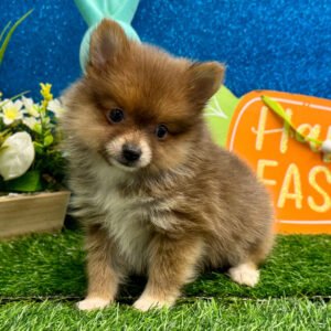 🐾 Female Pomeranian Puppy Ready for Adoption – Odette
