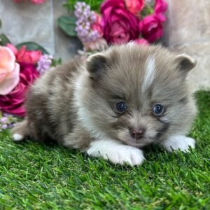 🐶 Female Pomeranian Puppy for Adoption – Magnolia (Blue Merle)