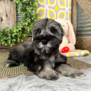 🐾 Female Miniature Schnauzer Puppy Ready for Adoption – Laura