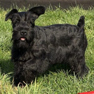 🐾 Male Miniature Schnauzer Puppy Ready for Adoption – Cougar