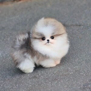 🐾 Female Pomeranian Puppy Ready for Adoption – Loki