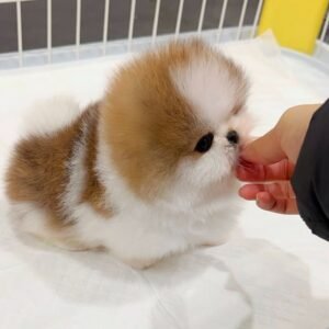 🐾 Female Pomeranian Puppy Ready for Adoption – Coco