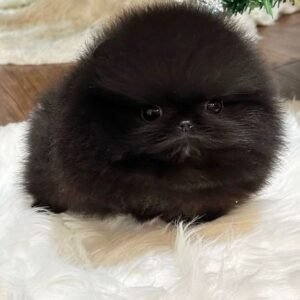 🐾 Male Pomeranian Puppy Ready for Adoption – Lapo