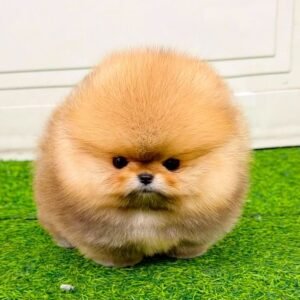 🐾 Male Pomeranian Puppy Ready for Adoption – Bentley
