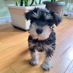 🐾 Male Miniature Schnauzer Puppy Ready for Adoption – Max