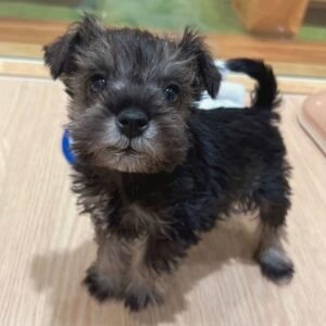 🐾 Male Miniature Schnauzer Puppy Ready for Adoption – Charlie