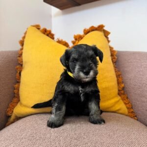 🐾 Male Miniature Schnauzer Puppy Ready for Adoption – Milo