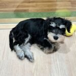 🐾 Male Miniature Schnauzer Puppy Ready for Adoption – Rusty
