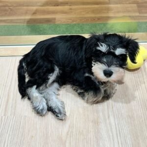 🐾 Male Miniature Schnauzer Puppy Ready for Adoption – Rusty