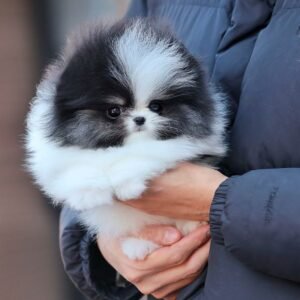 🐾 Male Pomeranian Puppy Ready for Adoption – Tango