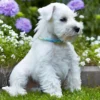 🐶 Miniature Schnauzer: The Perfect Family Companion