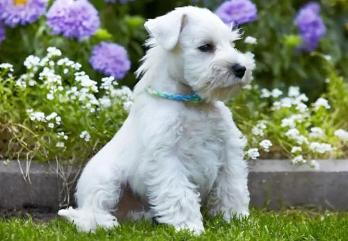 🐶 Miniature Schnauzer: The Perfect Family Companion