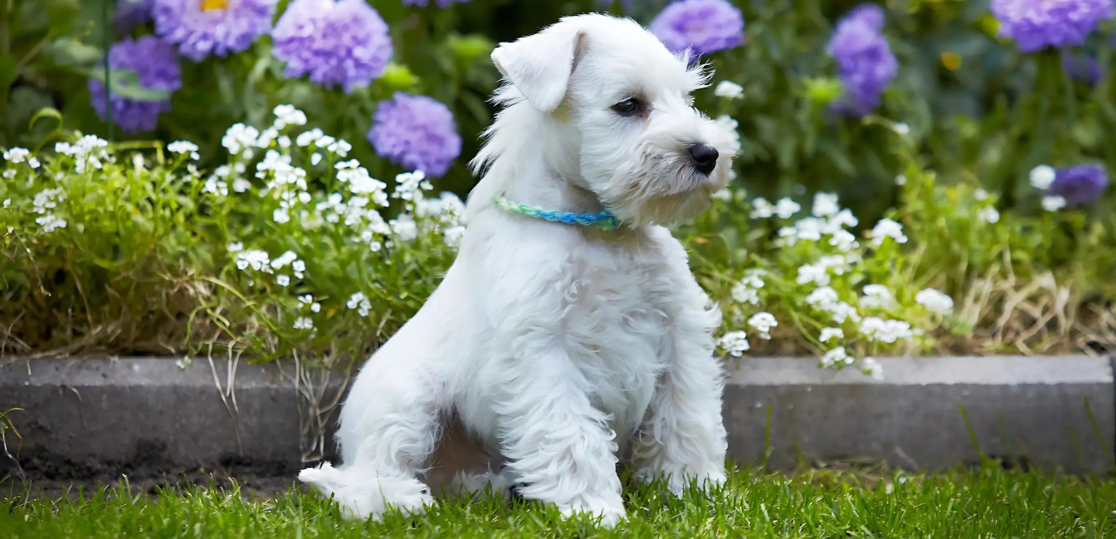 🐶 Miniature Schnauzer: The Perfect Family Companion
