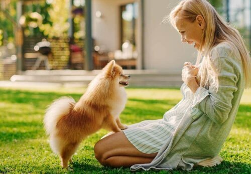 🐶 The Complete Guide to Adopting a Pomeranian Puppy (Everything You Need to Know)